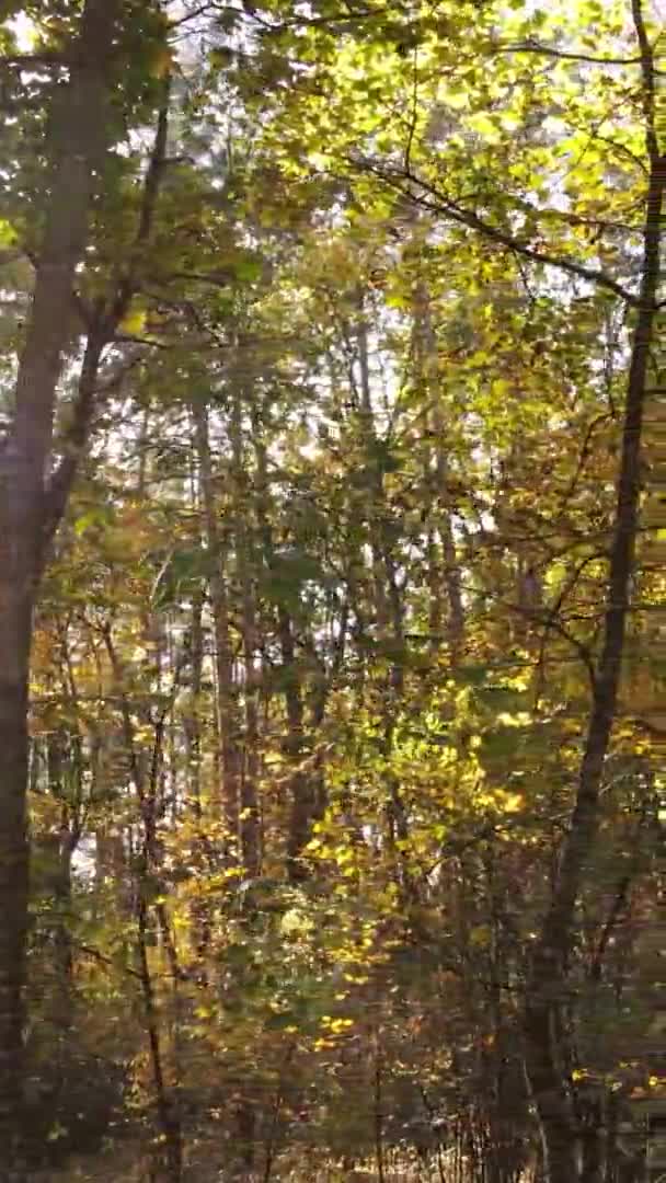 Video Vertikal Dari Hutan Musim Gugur Pada Siang Hari Ukraina — Stok Video