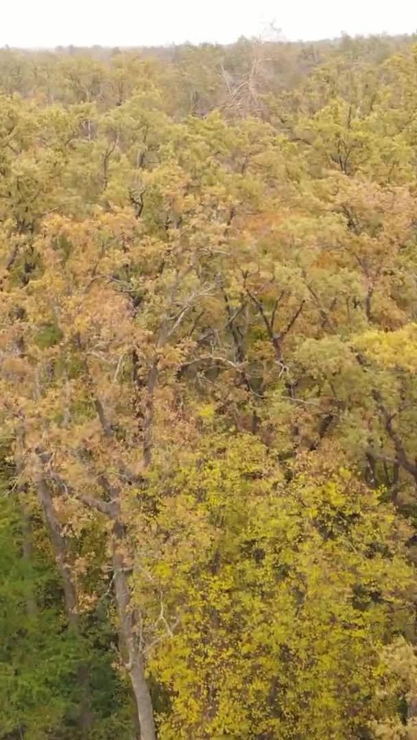 Vertical Video Autumn Forest Day Ukraine — Stock Video