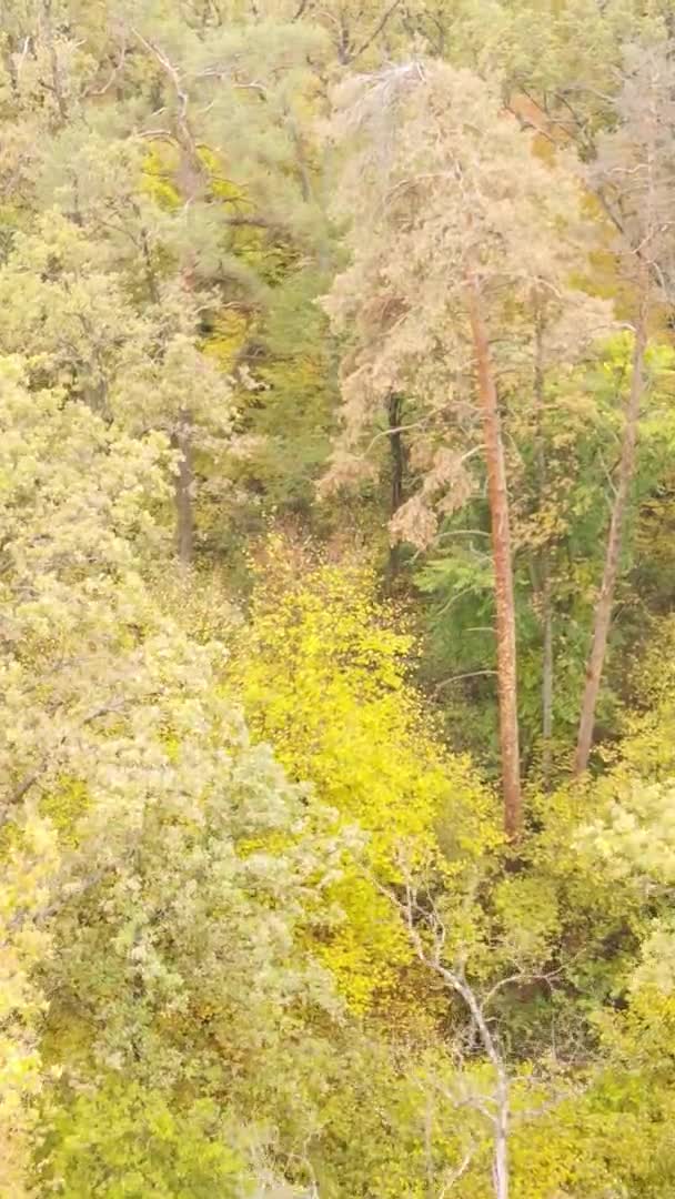 Vertikales Video Eines Herbstwaldes Während Des Tages Der Ukraine — Stockvideo