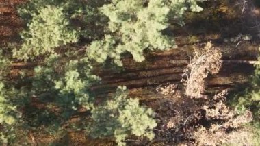 Gündüz Ukrayna 'daki bir sonbahar ormanının dikey videosu