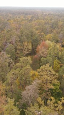 Gündüz Ukrayna 'daki bir sonbahar ormanının dikey videosu