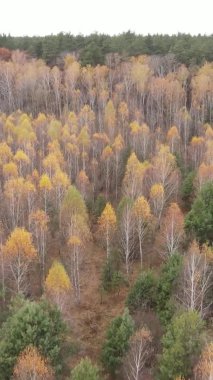Gündüz Ukrayna 'daki bir sonbahar ormanının dikey videosu
