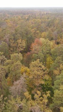 Gündüz Ukrayna 'daki bir sonbahar ormanının dikey videosu
