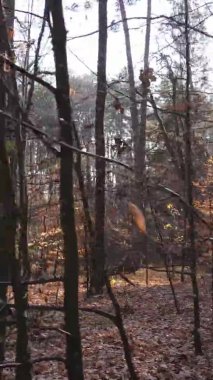 Gündüz Ukrayna 'daki bir sonbahar ormanının dikey videosu