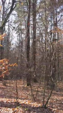 Gündüz Ukrayna 'daki bir sonbahar ormanının dikey videosu