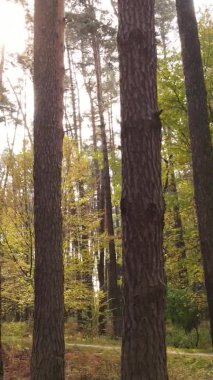 Gündüz Ukrayna 'daki bir sonbahar ormanının dikey videosu