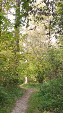 Gündüz Ukrayna 'daki bir sonbahar ormanının dikey videosu