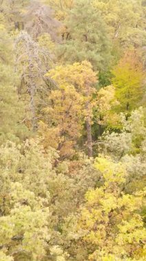 Gündüz Ukrayna 'daki bir sonbahar ormanının dikey videosu