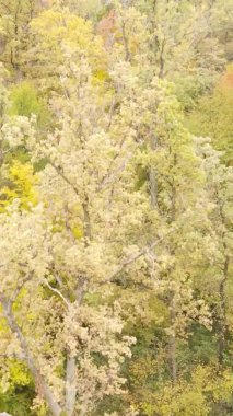 Gündüz Ukrayna 'daki bir sonbahar ormanının dikey videosu