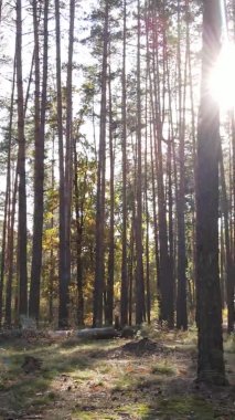 Gündüz Ukrayna 'daki bir sonbahar ormanının dikey videosu