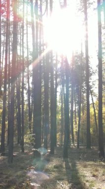 Gündüz Ukrayna 'daki bir sonbahar ormanının dikey videosu