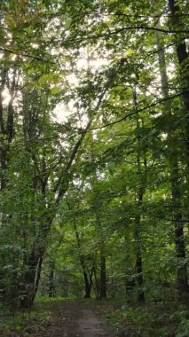 Gündüz Ukrayna 'daki bir sonbahar ormanının dikey videosu