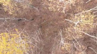 Gündüz Ukrayna 'daki bir sonbahar ormanının dikey videosu