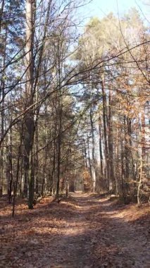 Gündüz Ukrayna 'daki bir sonbahar ormanının dikey videosu