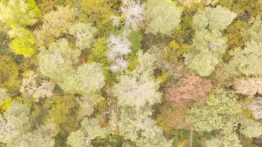 Gündüz Ukrayna 'daki bir sonbahar ormanının dikey videosu