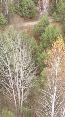 Gündüz Ukrayna 'daki bir sonbahar ormanının dikey videosu