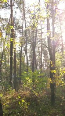 Gündüz Ukrayna 'daki bir sonbahar ormanının dikey videosu