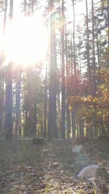 Gündüz Ukrayna 'daki bir sonbahar ormanının dikey videosu