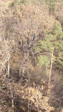 Gündüz Ukrayna 'daki bir sonbahar ormanının dikey videosu