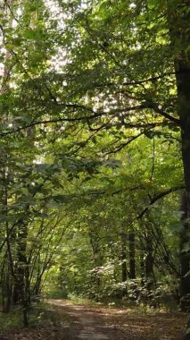 Gündüz Ukrayna 'daki bir sonbahar ormanının dikey videosu