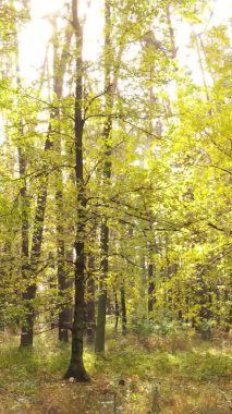 Gündüz Ukrayna 'daki bir sonbahar ormanının dikey videosu