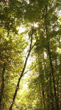 Gündüz Ukrayna 'daki bir sonbahar ormanının dikey videosu