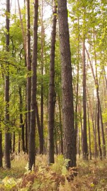 Gündüz Ukrayna 'daki bir sonbahar ormanının dikey videosu