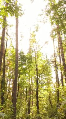 Gündüz Ukrayna 'daki bir sonbahar ormanının dikey videosu