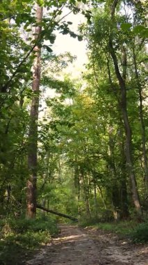 Gündüz Ukrayna 'daki bir sonbahar ormanının dikey videosu