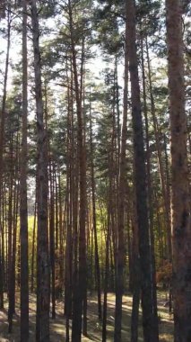 Gündüz Ukrayna 'daki bir sonbahar ormanının dikey videosu