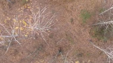 Gündüz Ukrayna 'daki bir sonbahar ormanının dikey videosu