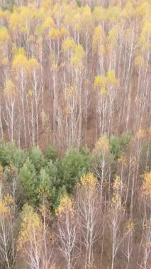 Gündüz Ukrayna 'daki bir sonbahar ormanının dikey videosu