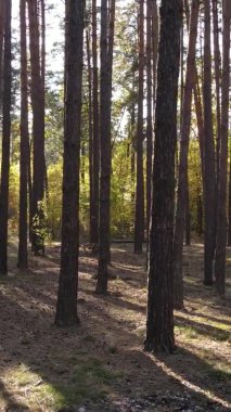 Gündüz Ukrayna 'daki bir sonbahar ormanının dikey videosu
