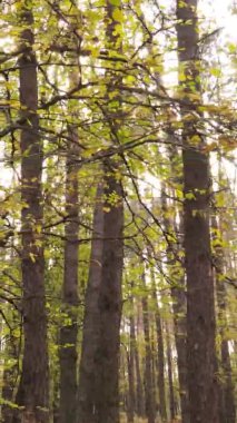 Gündüz Ukrayna 'daki bir sonbahar ormanının dikey videosu