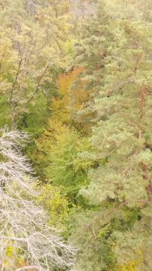 Gündüz Ukrayna 'daki bir sonbahar ormanının dikey videosu