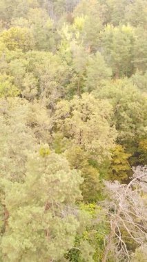 Gündüz Ukrayna 'daki bir sonbahar ormanının dikey videosu