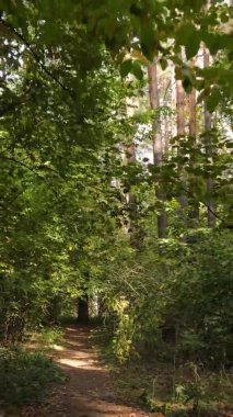 Gündüz Ukrayna 'daki bir sonbahar ormanının dikey videosu