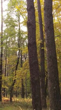 Gündüz Ukrayna 'daki bir sonbahar ormanının dikey videosu