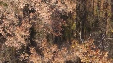 Gündüz Ukrayna 'daki bir sonbahar ormanının dikey videosu