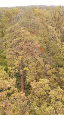 Sonbaharda birçok ağacın olduğu bir ormanın dikey videosu