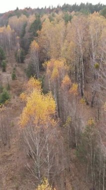 Sonbaharda birçok ağacın olduğu bir ormanın dikey videosu