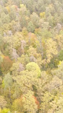 Sonbaharda birçok ağacın olduğu bir ormanın dikey videosu