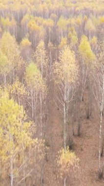 Sonbaharda birçok ağacın olduğu bir ormanın dikey videosu