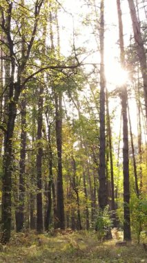 Sonbaharda birçok ağacın olduğu bir ormanın dikey videosu