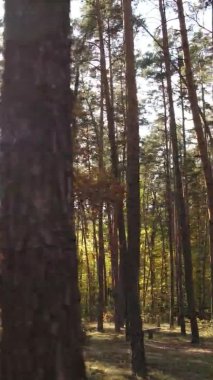 Sonbaharda birçok ağacın olduğu bir ormanın dikey videosu