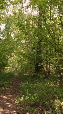 Sonbaharda birçok ağacın olduğu bir ormanın dikey videosu