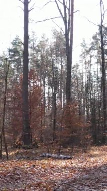 Sonbaharda birçok ağacın olduğu bir ormanın dikey videosu