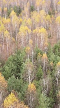 Sonbaharda birçok ağacın olduğu bir ormanın dikey videosu