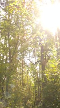 Sonbaharda birçok ağacın olduğu bir ormanın dikey videosu