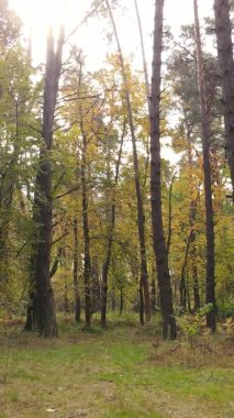 Sonbaharda birçok ağacın olduğu bir ormanın dikey videosu